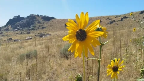 Wild Sunflower Stock Footage 125522507