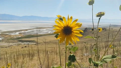 Wild Sunflower Stock Footage 125522968