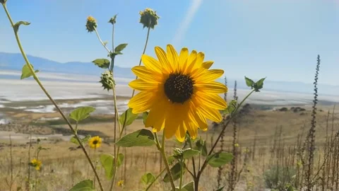 Wild Sunflower Stock Footage 125523404