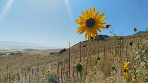 Wild Sunflower Stock Footage 125523707