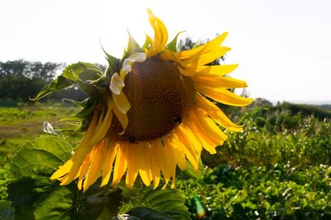 Wild sunflower Foto stock