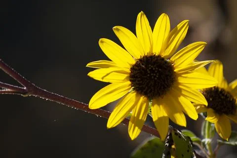 Wild Sunflower Stock Photos