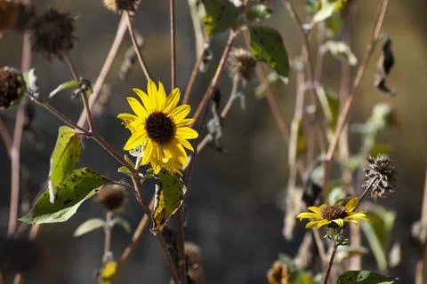 Wild Sunflower Stock Photos