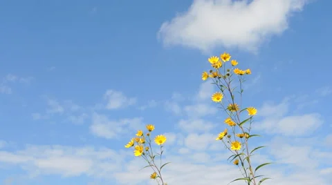 Wild Sunflowers and Cloud Wind Stock Footage 54924455