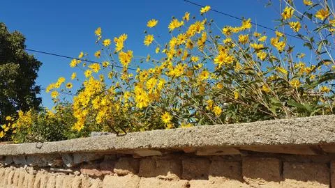 Wild sunflowers behind a wall, against a blue sky, in Bulgaria Stock Photos