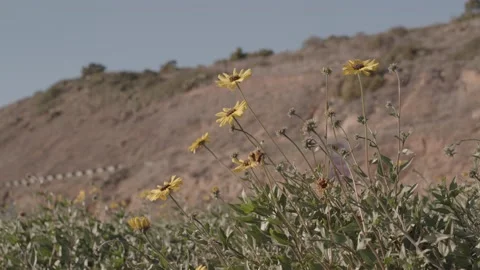 Wild Sunflowers In Front Of Hills Vidéo 149023005