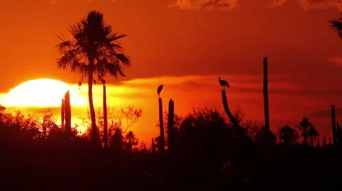 Wild Sunset Stock-Footage 7749532