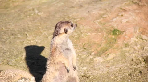 Wild suricata Видео 46282764