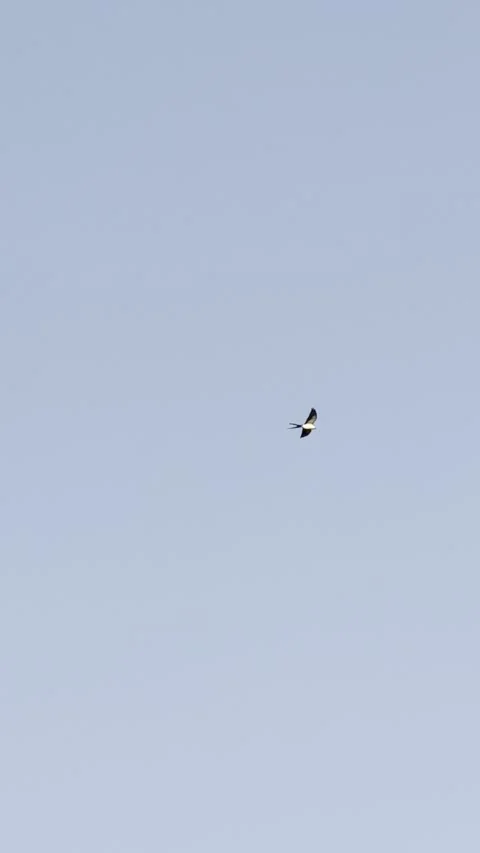 Wild Swallow Tailed Kite soaring through blue sky. Видео 345284949