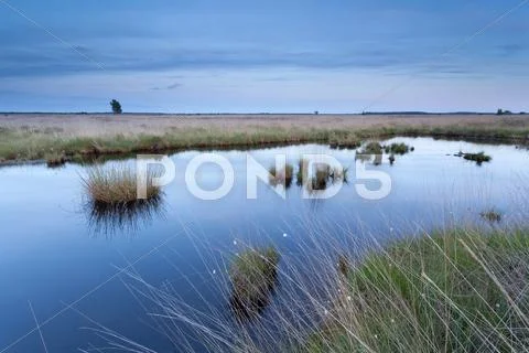 Wild swamp in dusk Stock Photos