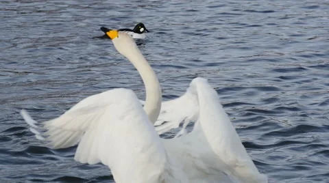 Wild swan 7 Stock Footage 61332663