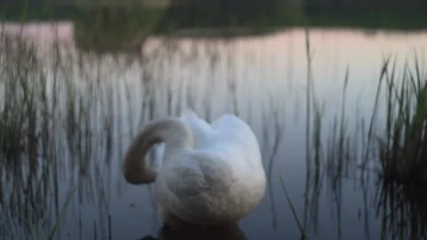 Wild swan cleans feathers on forest lake Stock-Footage 130811101