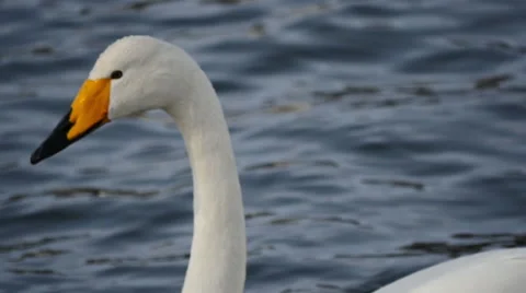 Wild swan macro Vídeos de archivo 61332532