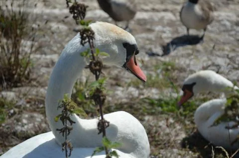 Wild Swan Stock Photos