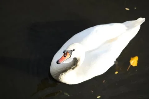 Wild swan Stock Photos