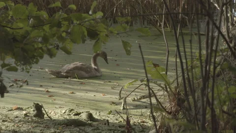 Wild swan seen through trees is resting in a swamp Stock Footage 182942537
