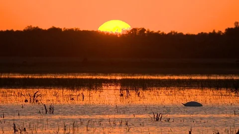 Wild swan at sunset Stock Footage 91388017
