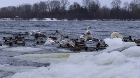 Wild swans and ducks on the river in winter Stock Footage 328321606