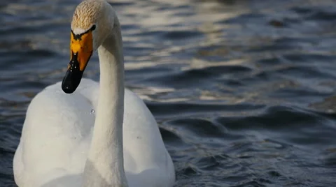 Wild swans Stock Footage 61332819