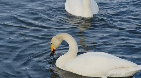 Wild swans Stock Footage 61334401
