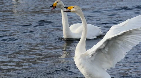 Wild swans mating dance 1 Stockbeeldmateriaal 61332691