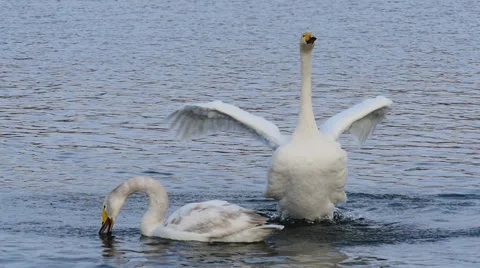 Wild swans mating games Vidéo 61334580