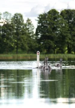Wild swans Stock Photos