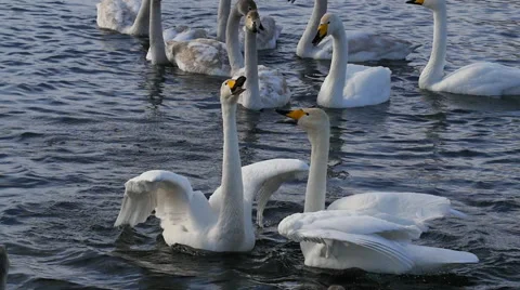 Wild swans, winter in the Altai  Stockbeeldmateriaal 61333600