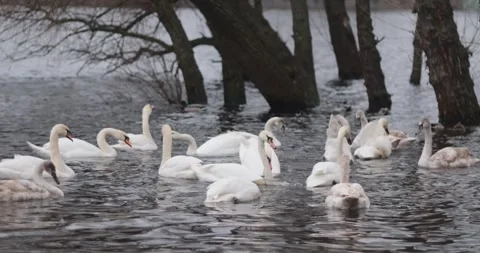 Wild swans on winter river. Stock Footage 246389935