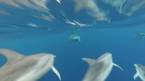 Wild swimming dolphins Vídeos de archivo 82767241
