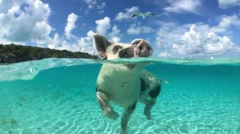 Wild, swimming piglet on Big Majors Cay in Bahamas Stock Footage
