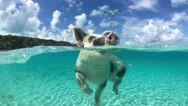 Wild, Swimming Piglet On Big Majors Cay In Bahamas Stock Footage