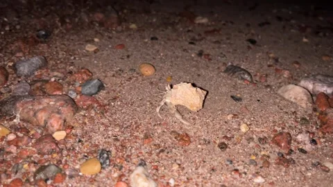 Wild Taba Stock Footage 313157746