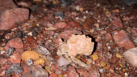 Wild Taba Stock Footage 313157793