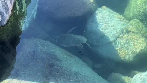 Wild Taba Stock Footage 313157975