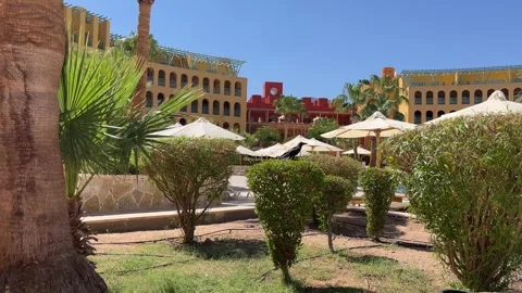 Wild Taba Stock Footage 313157976