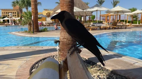 Wild Taba Stock Footage 313158074