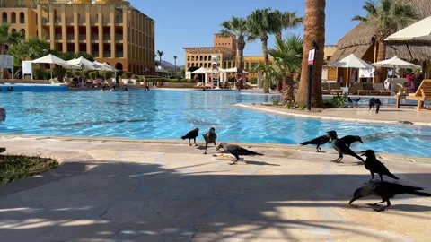 Wild Taba Stock Footage 313158187