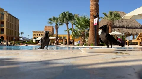 Wild Taba Stock Footage 313158325