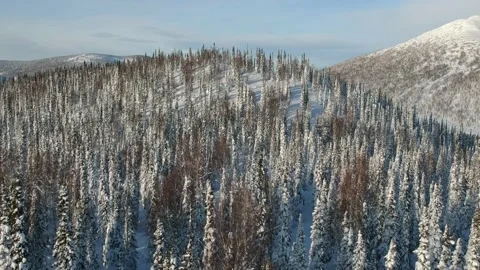 Wild Taiga from the air Vidéo 169021882