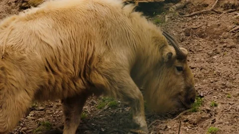 Wild takin gnu searching Stock Footage 238888473
