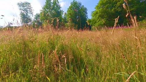 Wild tall grass field next to rural forest path in Ireland Stock Footage 340434194
