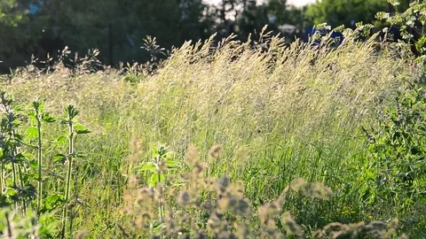 Wild tall grass swaying in wind Stock Footage 80244449