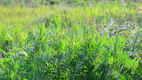Wild tall grass swaying in wind Stock Footage 80260259