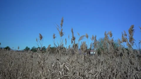 Wild Tall Grasses Blowing in the Wind Stock Footage 327617811