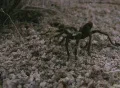 Wild Tarantula 1 Mojave Desert California Footage