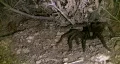 Wild Tarantula 2 Mojave Desert California HD Footage
