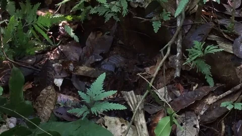 Wild Tarantula from amazon rainforest Stock Footage 83942420