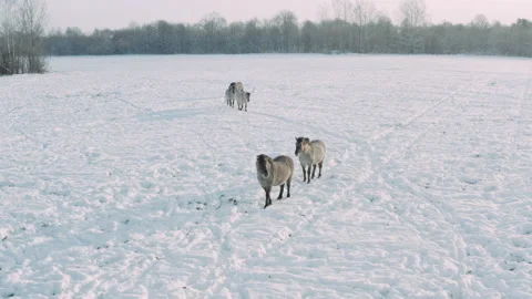 Wild tarpans walk the field in winter. Against the background of the forest and Stock Footage 148683020