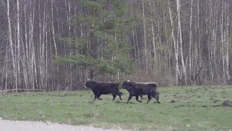 Wild Taurus Stock Footage 74611217